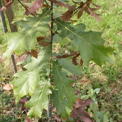  Quercus-Rysophylla-Marco-vaso 9x9