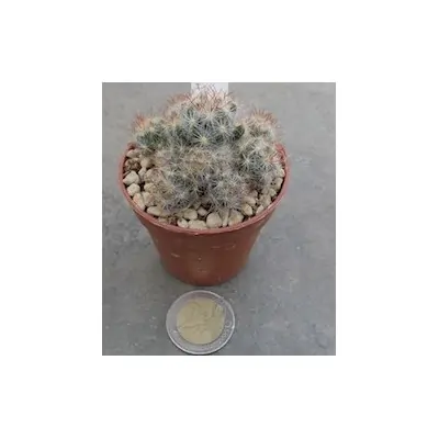 Mammillaria Prolifera Texana