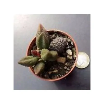 Adromischus Marianiae "Herrei"