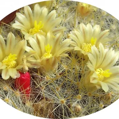 Mammillaria Prolifera Texana