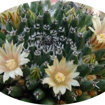 Mammillaria sempervivi SB 91 Metztitlan - Hidalgo Messico