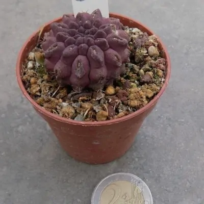 Neoporteria occulta glabra