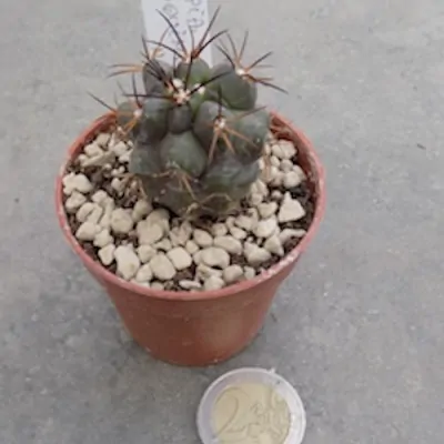 Copiapoa coquimbana N. Huasco