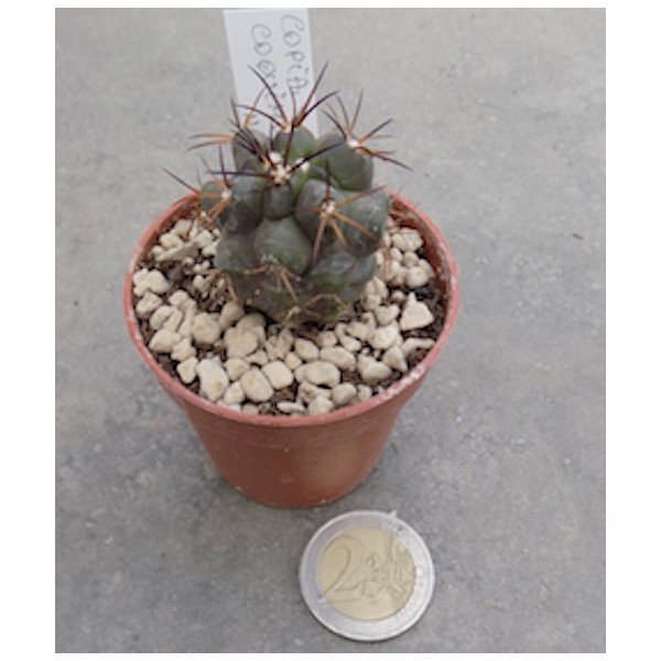 Copiapoa coquimbana N. Huasco