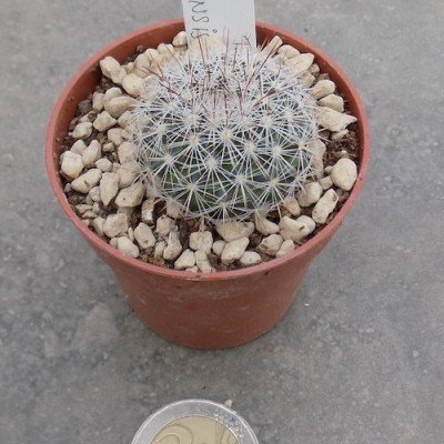 Mammillaria sinforosensis subs. cobrensis TL 495