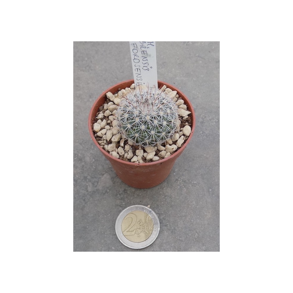 Mammillaria sinforosensis subs. cobrensis TL 495