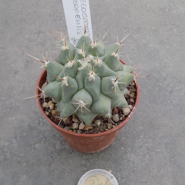 Thelocactus Rinconensis fa.