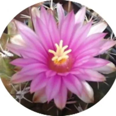 Thelocactus Rinconensis fa.