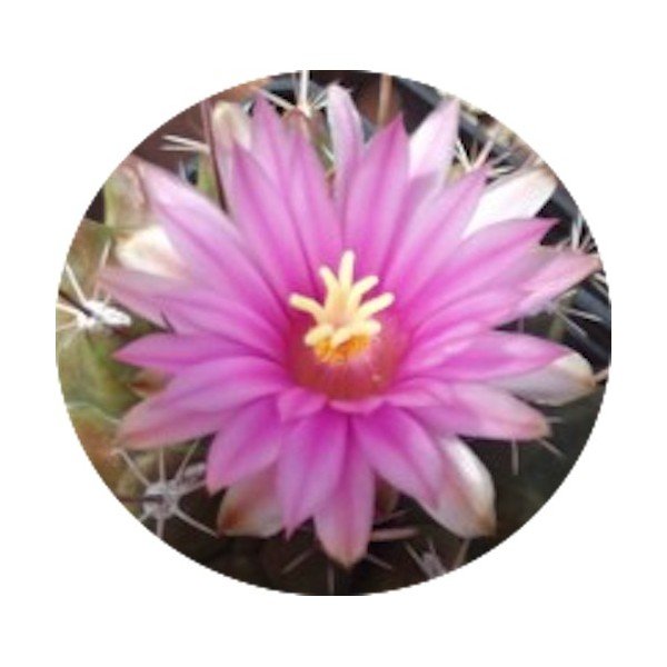 Thelocactus Rinconensis fa.