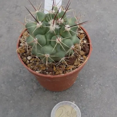 Thelocactus Rinconensis fa.