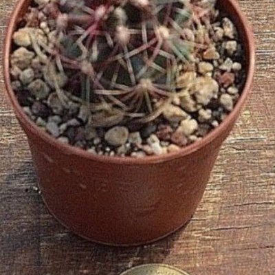 Thelocactus Rinconensis fa.