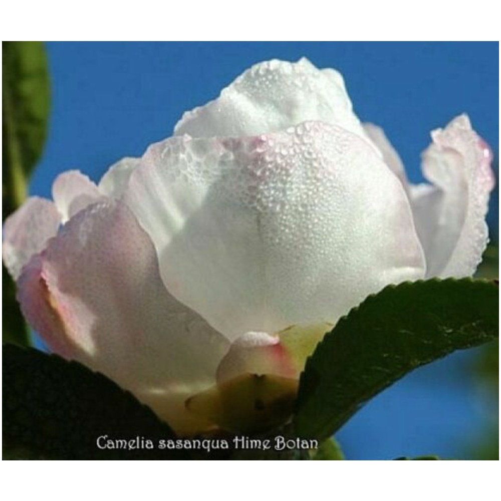 Camellia Sasanqua Hime Botan 