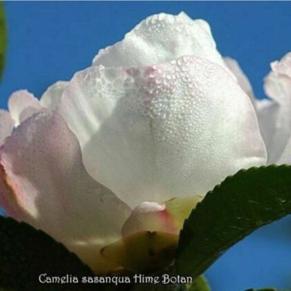 Camellia Sasanqua Hime Botan 