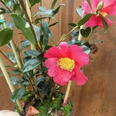 Camelia sasanqua Hiryu