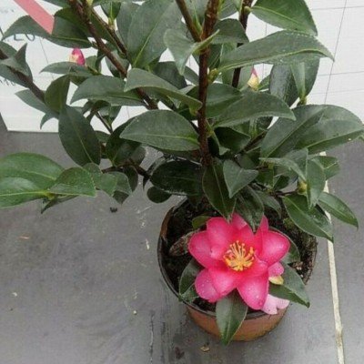 Camellia sasanqua kanjiro