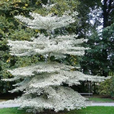 Cornus Cortroversa Brachypoda