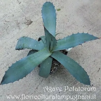 Agave Potatorum 