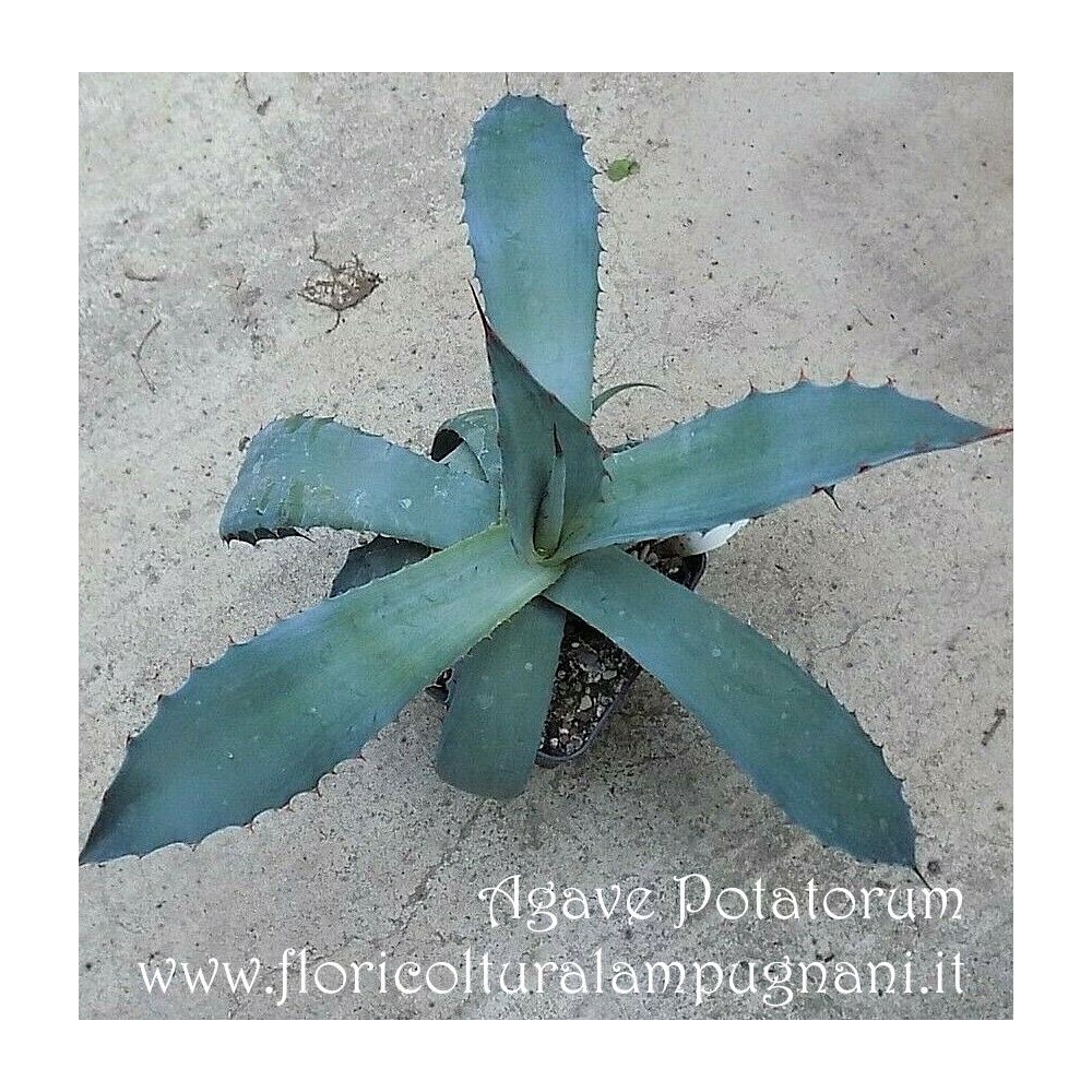 Agave Potatorum 