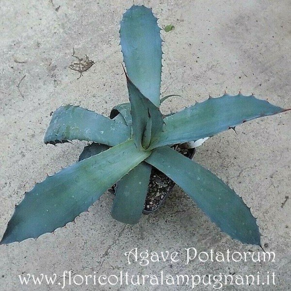 Agave Potatorum 