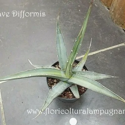 Agave Difformis