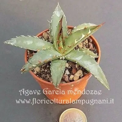 Agave garciae-mendozae resistenza -12°