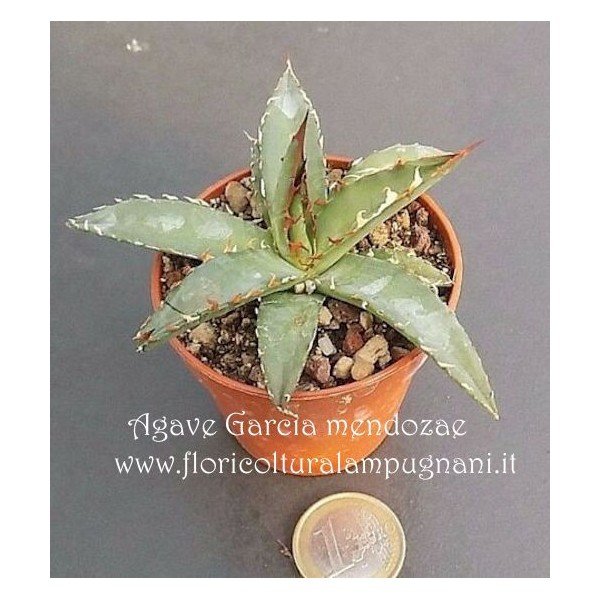 Agave garciae-mendozae resistenza -12°