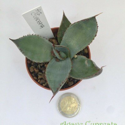 Agave Cupreata