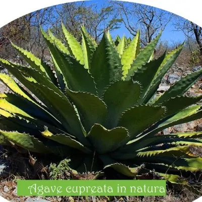 Agave Cupreata