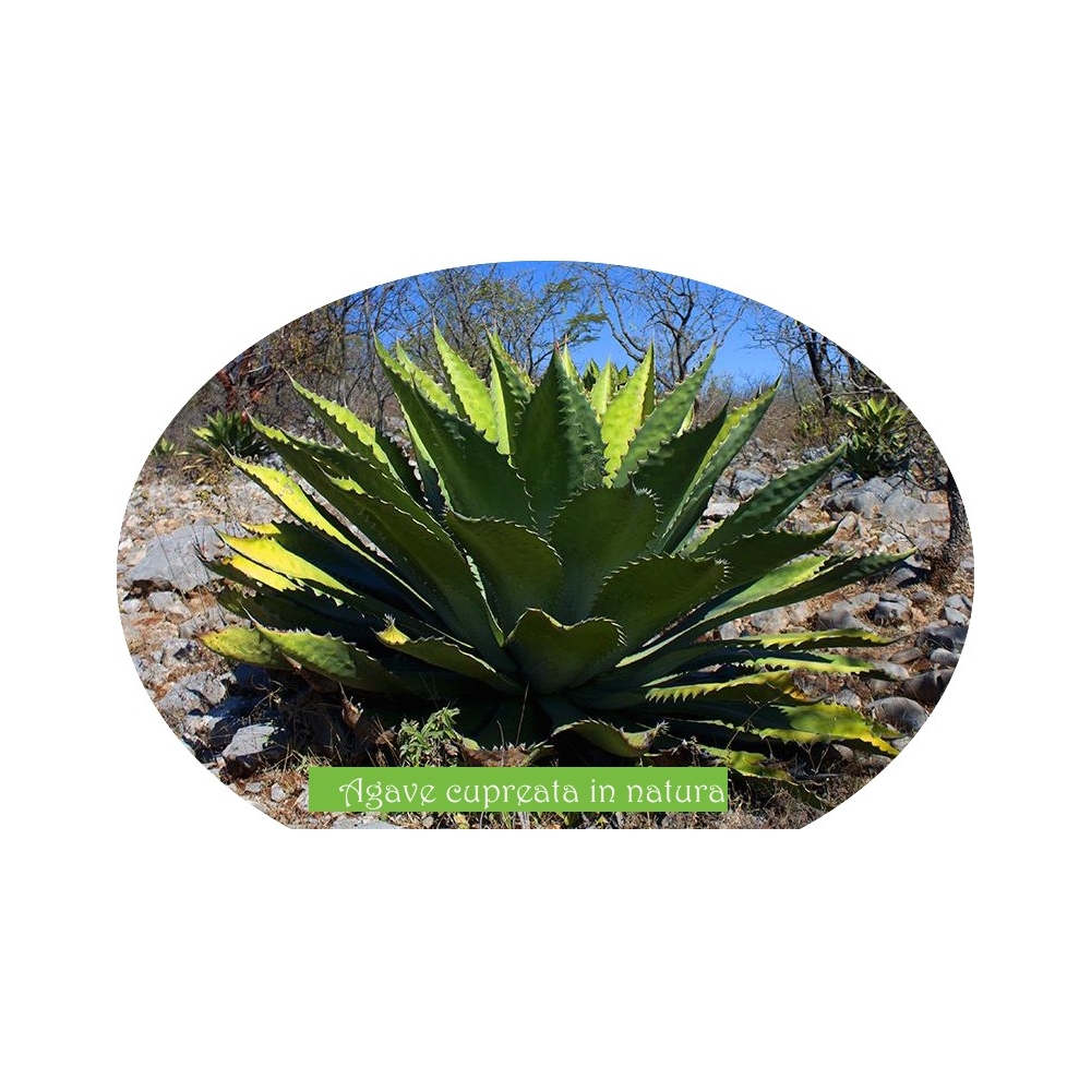 Agave Cupreata