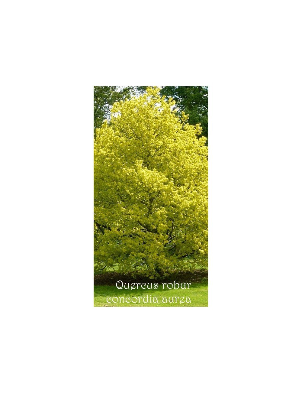Quercus robur Concordia aurea cm. 60/70