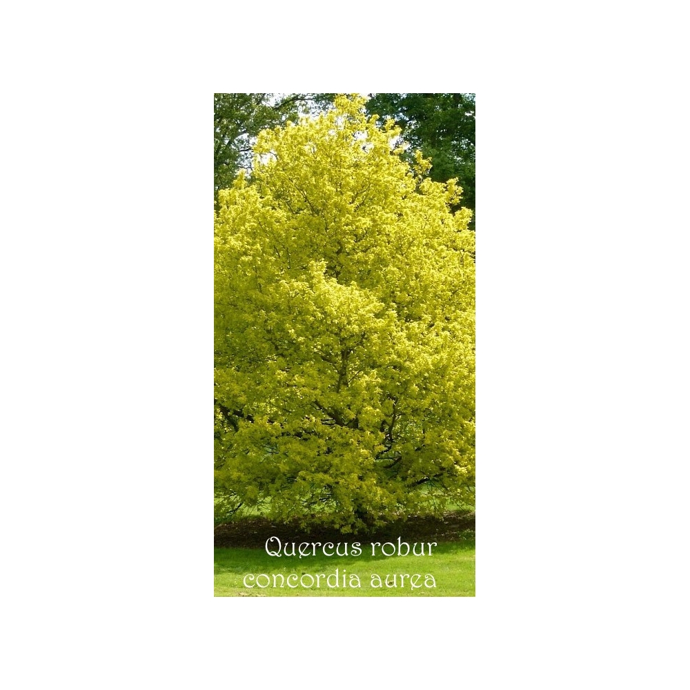 Quercus robur Concordia aurea