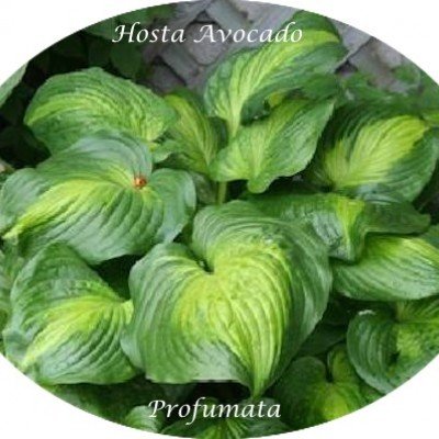 Hosta Avocado