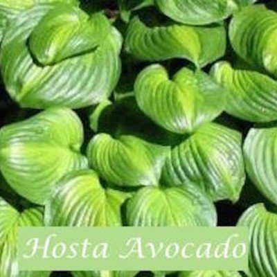 Hosta Avocado