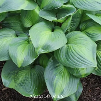 Hosta Avocado