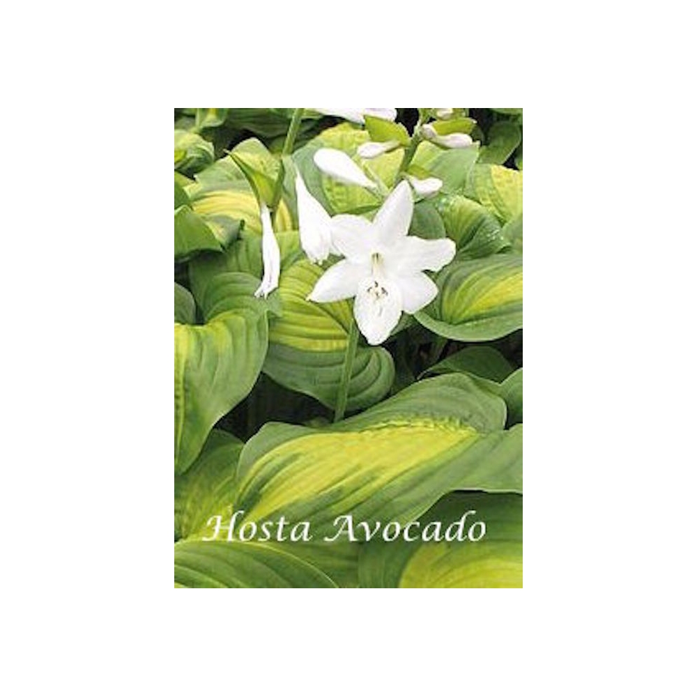 Hosta Avocado