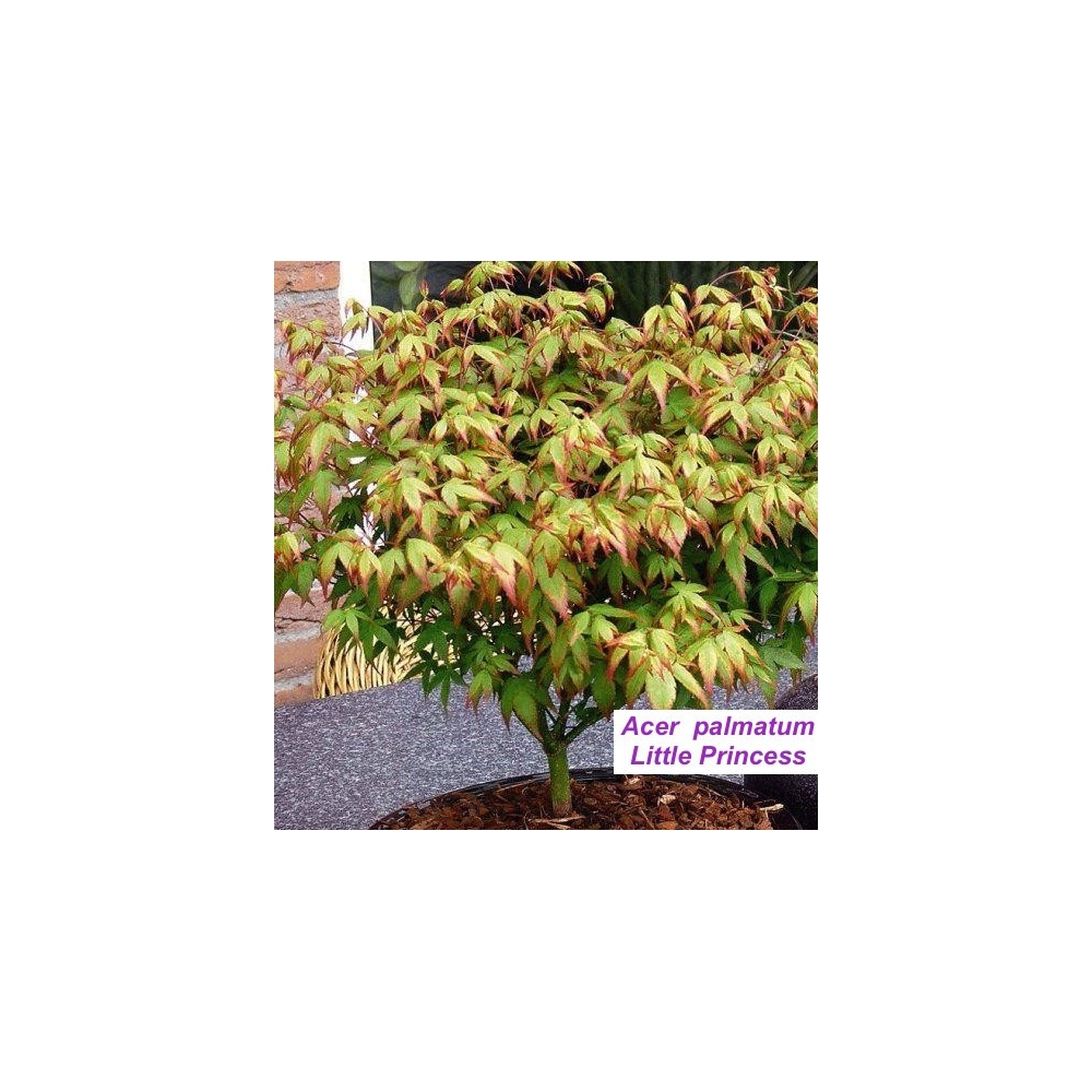 Acer palmatum Little princess