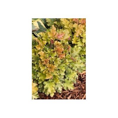 Heuchera Marmalade