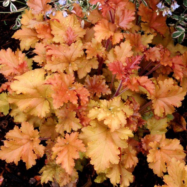 Heuchera Marmalade