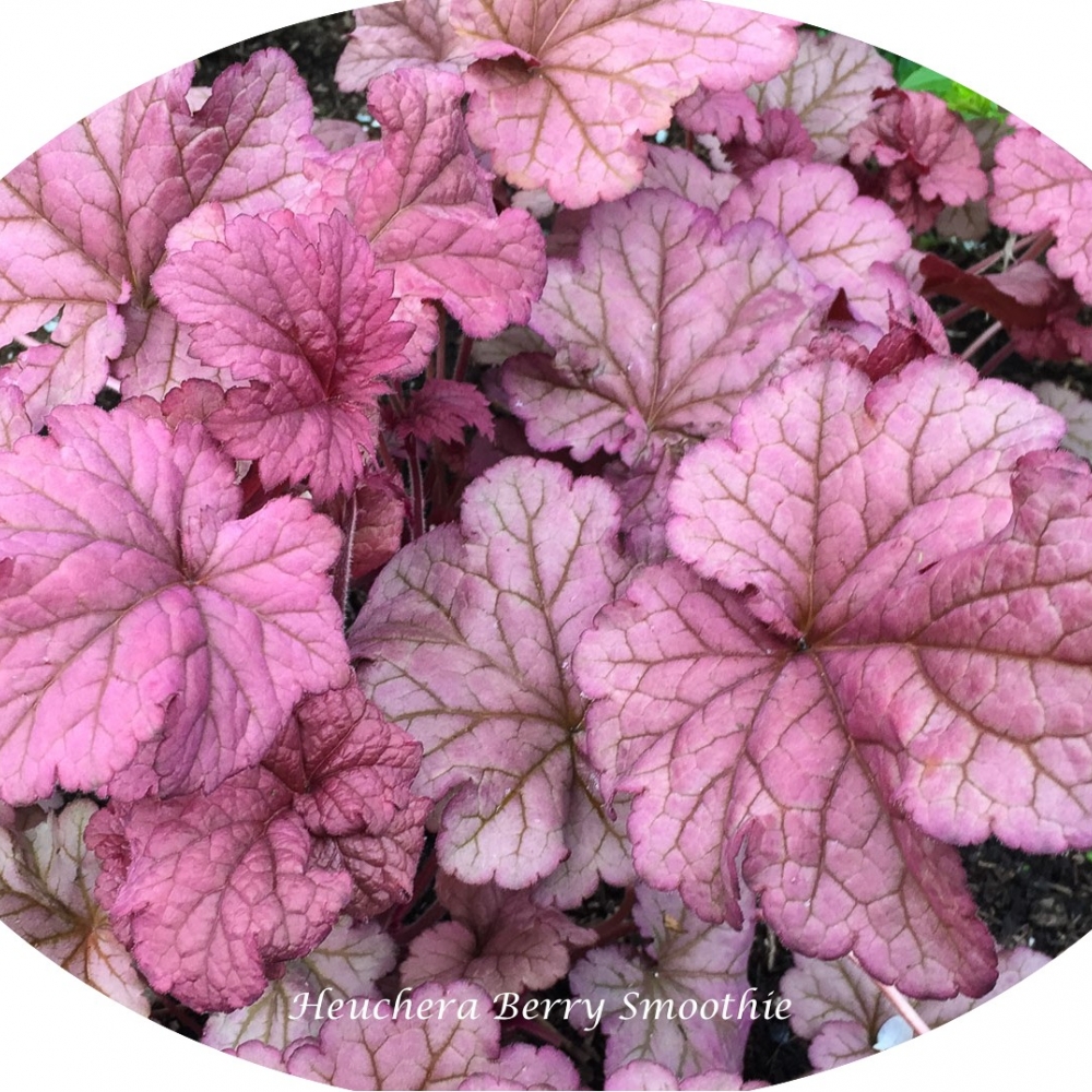 Heuchera Marmalade