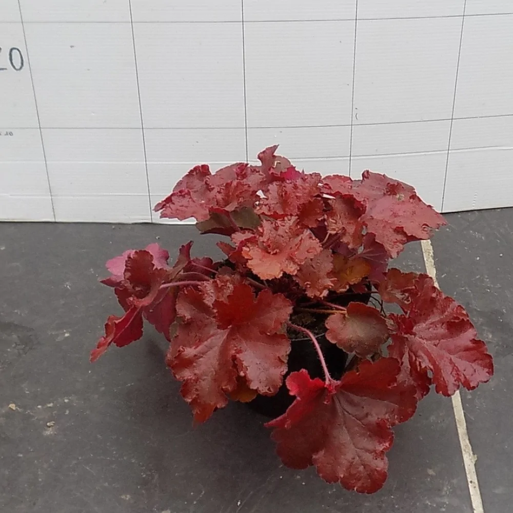 Heuchera Marmalade