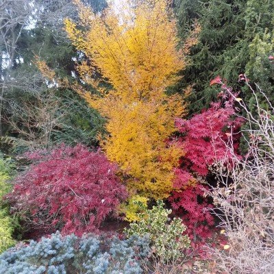 Acer Palmatum Okushimo