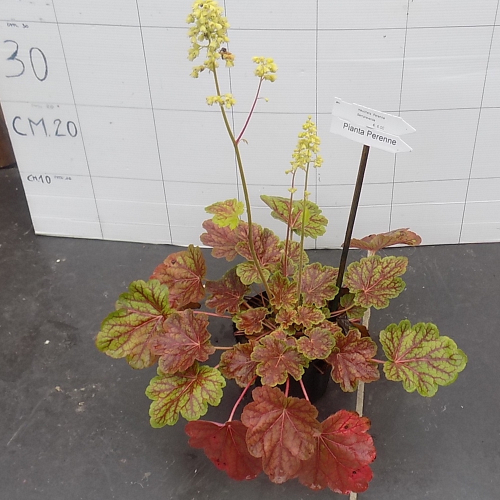 Heuchera Saturnia