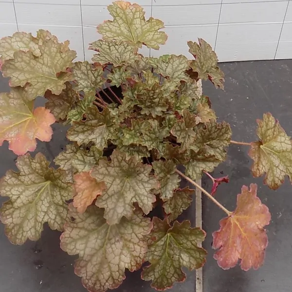 Heuchera Omega