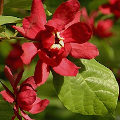 Sinocalycanthus "Hartlage Wine" vaso 7/9