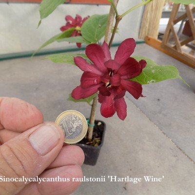Sinocalycanthus "Hartlage Wine" vaso 7/9
