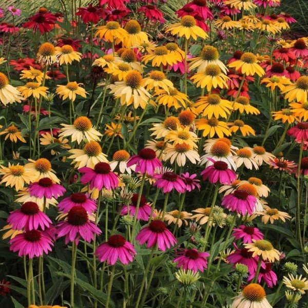 Rudbeckia Cheyenne Spirit