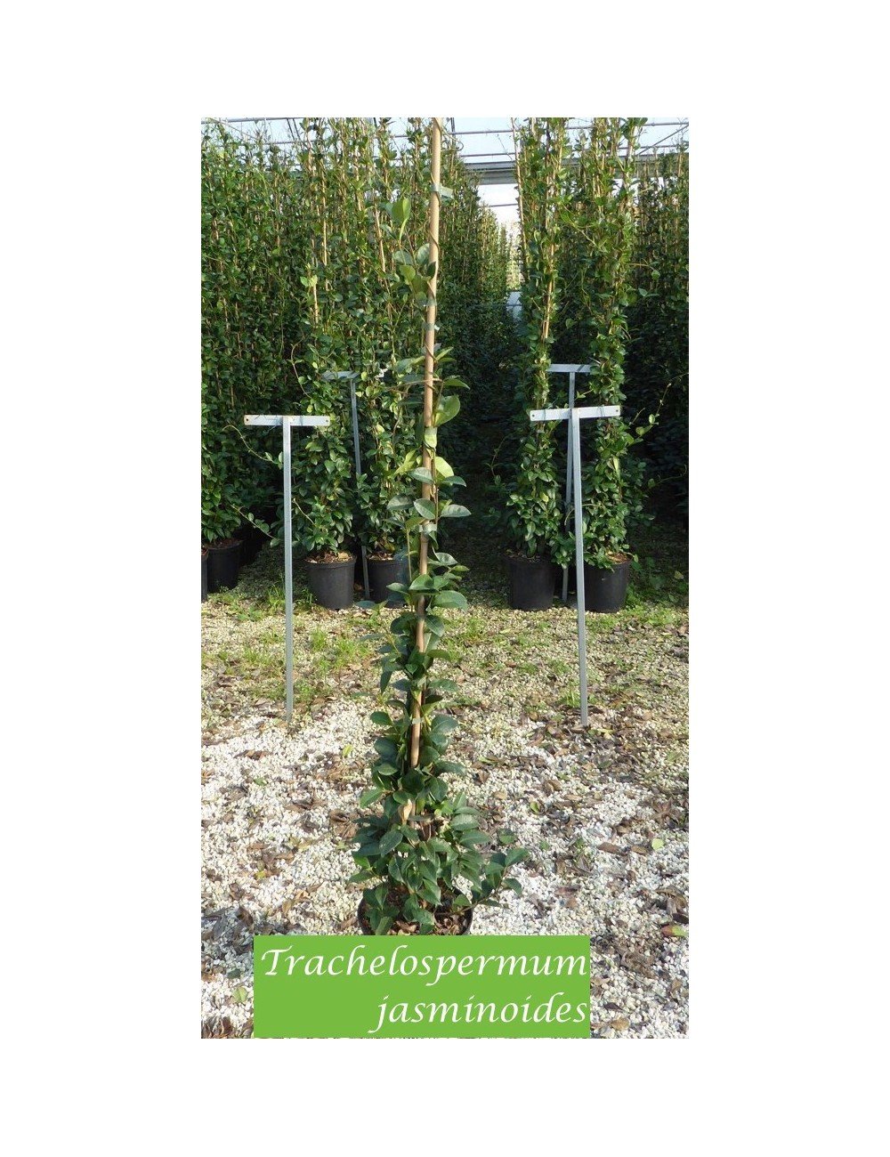 Trachelospermum Jasminoides cm.160/180