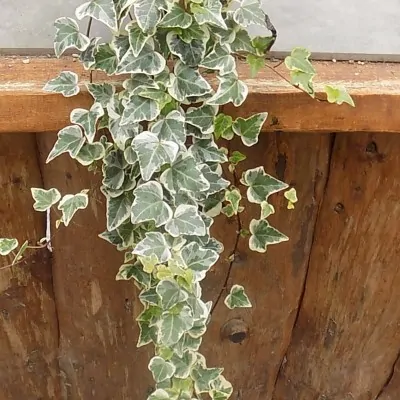 Hedera Elegantissima cm.40/50