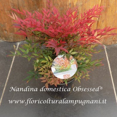 Nandina domestica Obsessed® vaso 15