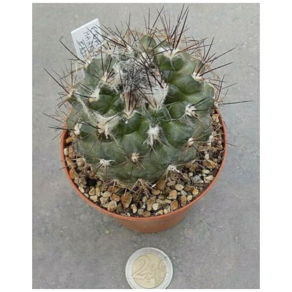 Copiapoa maritima kn 1709